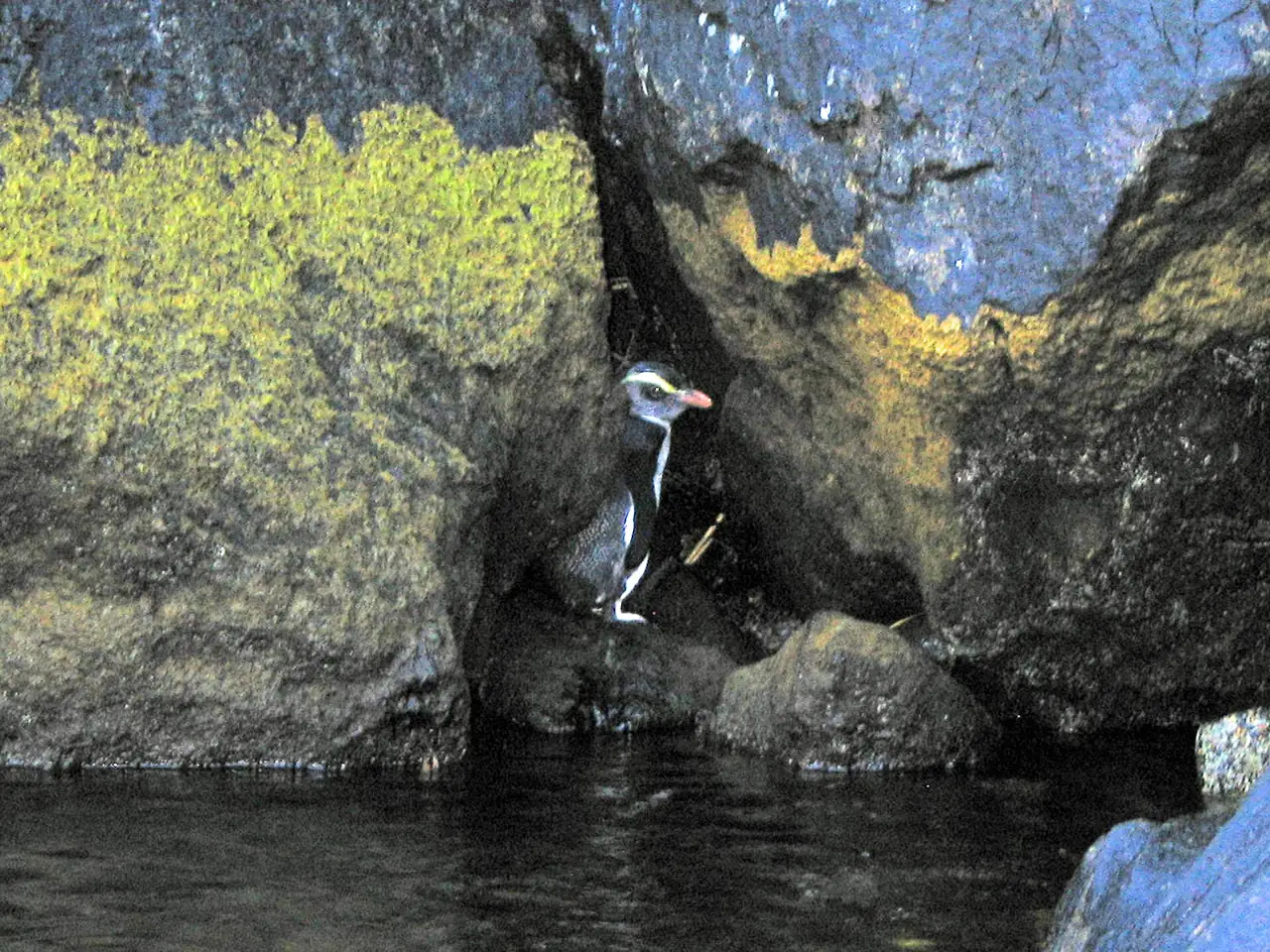 Ein Dickschnabelpinguin mit gelben Augenbrauenfedern steht in einer Felsspalte am Wasser